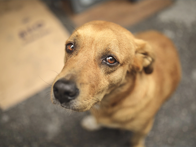 Reimmissione in libertà sul territorio comunale, dopo la sterilizzazione e l’iscrizione all’anagrafe canina.