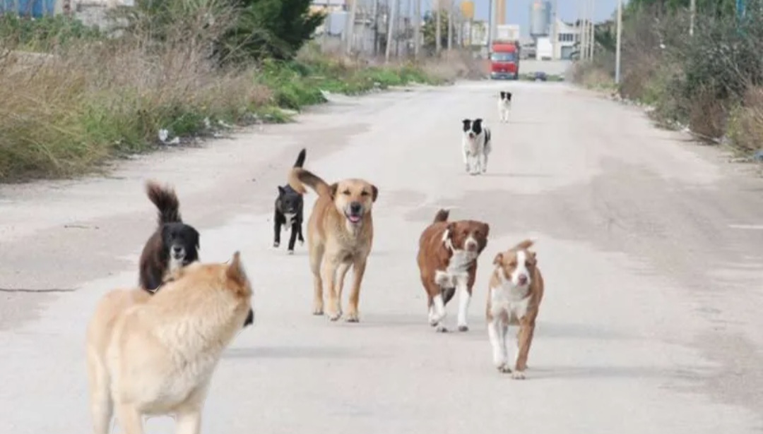 Avviso pubblico per la selezione di partecipanti al corso di formazione "randagismo ed animali d'affezione".